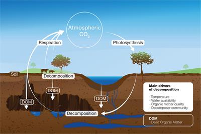 Decomposition of Organic Matter in Caves
